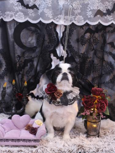 20231017大福くん